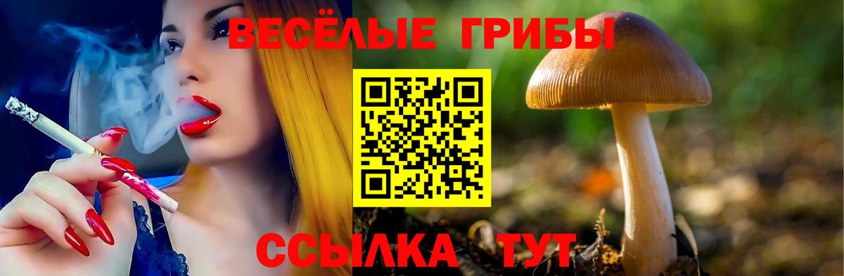 Гай  Псилоцибиновые грибы Psilocybe  закладки  Вход с VPN 